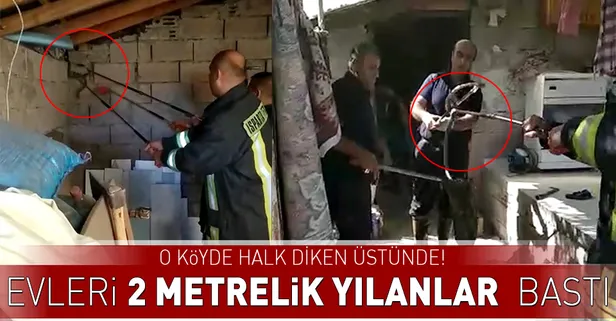 Kahvaltı hazırlarken evini yılanlar bastı!