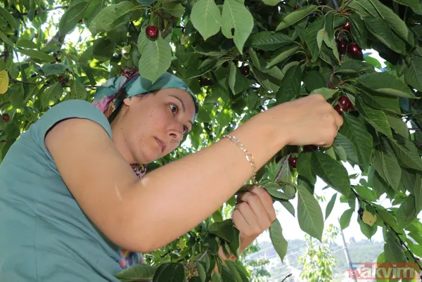 Balıkesir Bigadiç'te 650 rakımlı mahallede yetişen kirazın kilosu bahçede 2 lira pazarda 15 lira - 14