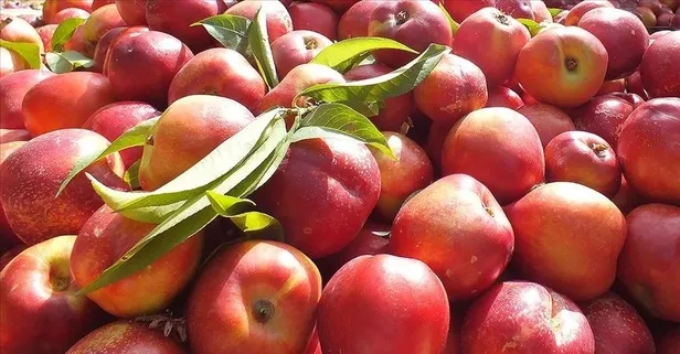 Uzun süre tok tutuyor: Kilo vermek isteyenlerin yardımına nektarin koşuyor!