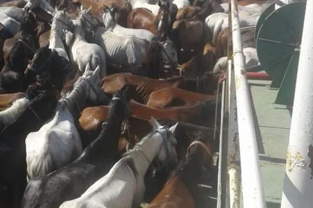 Adalar Belediyesi'nin yasağa rağmen gemiyle at taşıdığı ortaya çıktı!