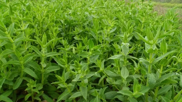 evinizdeki-kotu-kokulara-savas-acin-etkisini-duyunca-bu-5-bitkiyi-odanizin-en-bas-kosesine-koyacaksiniz-1682583102802.jpg Etkisini duyunca bu 5 bitkiyi odanızın en baş köşesine koyacaksınız! Evinizdeki kötü kokulara savaş açın!-3