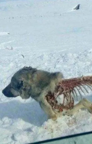 Bu halde bulundu! Vahşi doğanın korkunç yüzü...
