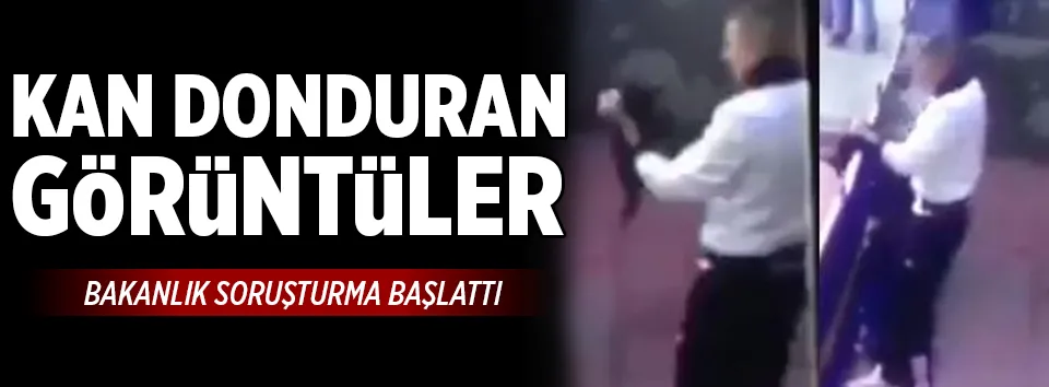 Kediye yapılan işkenceye soruşturma
