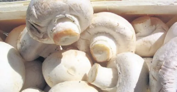 Mantar beyni koruyor