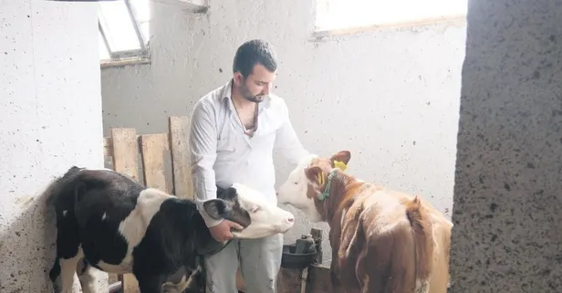 İneklerine uygun arazi bulamayınca çareyi bakın ne yapmakta buldu!