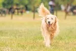 Parkinson teşhisine köpek hamlesi
