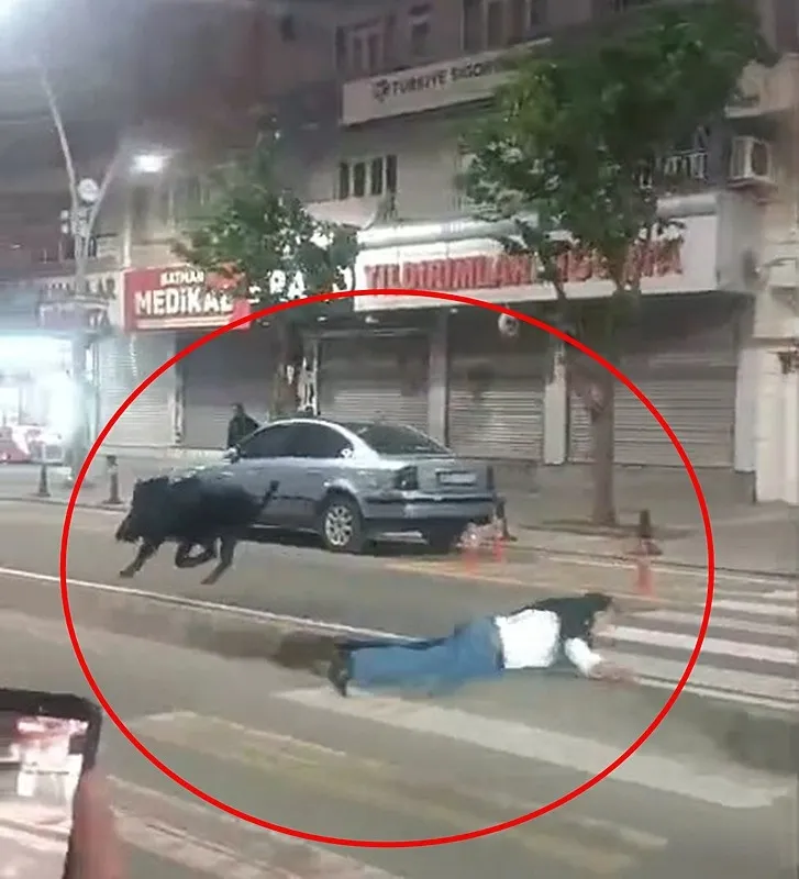 batmanda-yaban-domuzu-kabusu-yaya-gecidinde-saldirdi-1777366806413.jpeg Batman'da yaban domuzu kabusu: Yaya geçidinde saldırdı-3