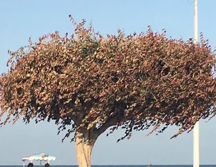 Mersin’deki kurutulan ağaçta CHP kumpası!