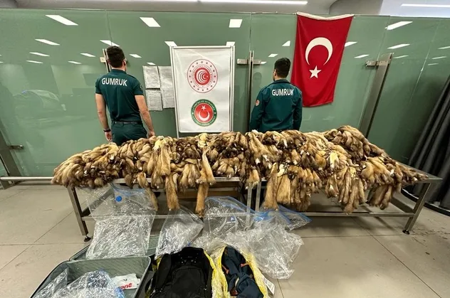 İstanbul Havalimanı'nda bin 200 tane samur postu ele geçirildi!