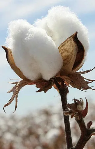 Rüyada pamuk görmek ne anlama gelir?