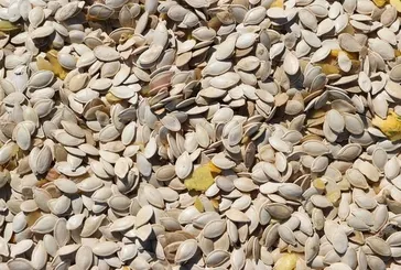 Prostata kabak çekirdeği