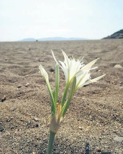 yeter-artik-1691698896907.jpeg Antalya'da köpek saldırısında canını zor kurtardı! Küçük çocuğun feryadı yürekleri dağladı-8