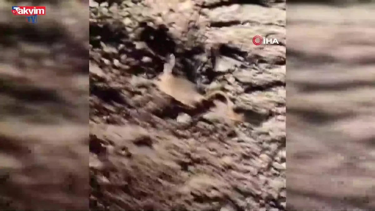 Elazığ’da Arap tavşanı görüntülendi
