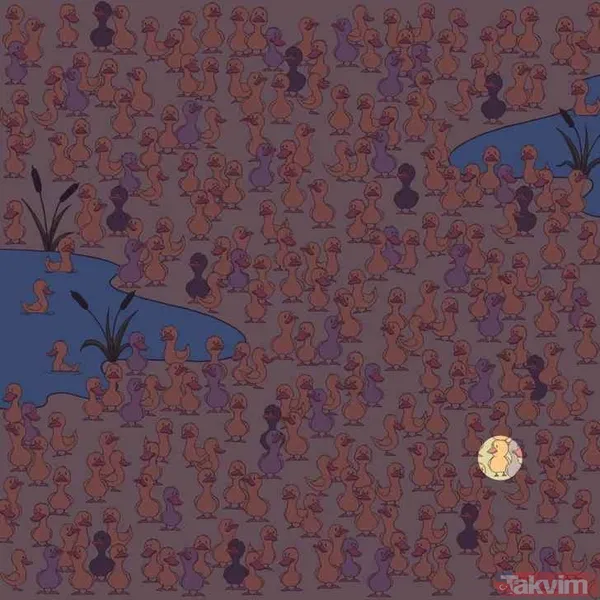 Bulmacanın Çözümü: Civciv Nerede Saklanıyor? Eğer Civcivi Hala Bulamadıysanız, Resme Biraz Daha Dikkatlice Bakın. Tüm İpuçlarını Kullanarak Çözmeye Çalışın...