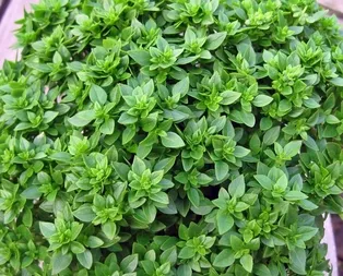 Rüyada fesleğen görmek ne anlama gelir?