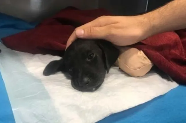 Bacakları kesilen köpekle ilgili Sakarya Valisi Balkanlıoğlu'ndan açıklama