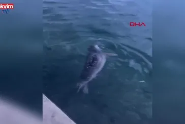 Bodrum'da rıhtımda fok görüntülendi (VİDEO)