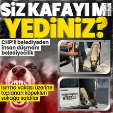 CHP’li Bakırköy Belediyesi’nden skandal! Isırma vakası üzerine toplanan köpekleri tekrar sokaklara saldılar