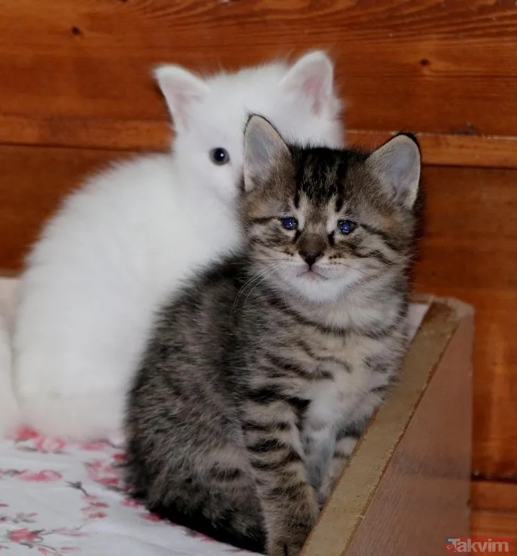 Van Kedi Villası’nda 100 yeni Van kedisi dünyaya geldi Galeri Takvim