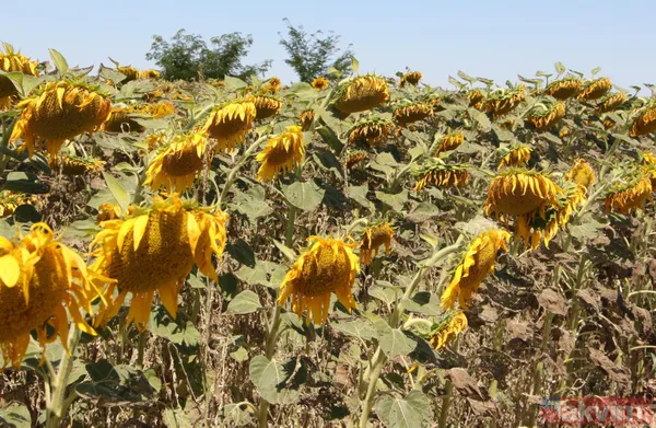 Trakya'da çayır tırtılı istilası devam ediyor! Ayçiçeğinden sonra şimdi de mısırları tehdit ediyor - 15
