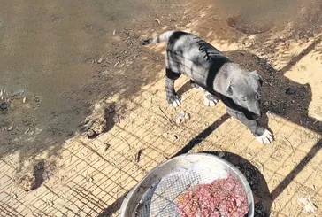 Antalya'da kaçak köpek çiftliğine baskın: Yavruların kulaklarını kesip sattılar
