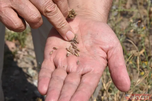 Nadasa bırakacaktı pelemir ekti jet yakıtı üretilecek - 3
