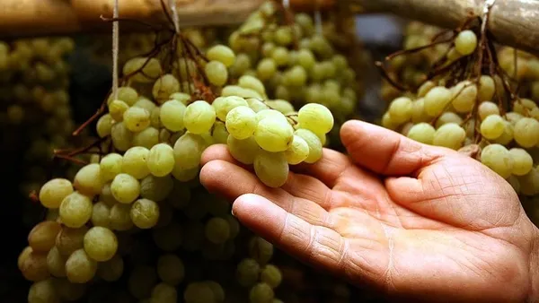 Kansere iyi gelen besinler nelerdir? İşte kanserden koruyan besinler-7