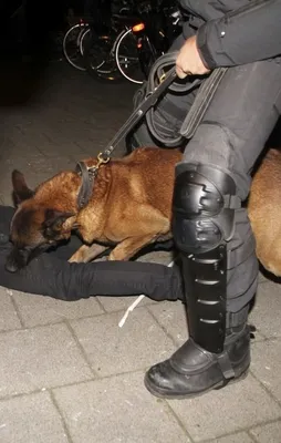 Hollanda polisi insanlıktan çıktı