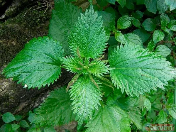 Isırgan Otu Nasıl Tüketilir? Isırgan Otu, Çay Olarak Demlenip İçilebileceği Gibi, Yemeklerde De Kullanılabilir. Taze Yaprakları Salatalara Eklenebilir Veya...