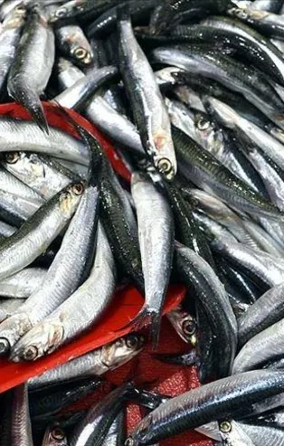 Balıkçılar 1 Eylül'de ‘vira bismillah’ diyecek! Yeni sezonda palamut bolluğu bekleniyor