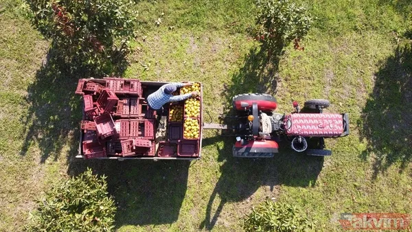 Cennet hurmasında yaş olanın fiyatı 6 kuru olanın fiyatı 50 TL! Almanlar kuru Ruslar yaş tercih ediyor - 3