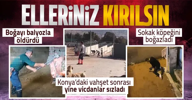 Konya'daki skandalın ardından vicdanları sızlatan iki görüntü daha: Balyozla boğayı öldürdü, sokak köpeğini boğazladı
