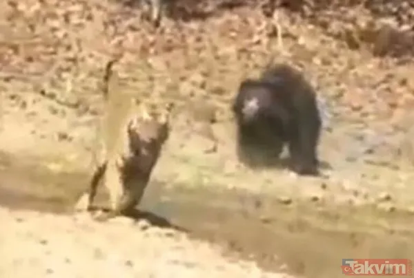 Kaplan akşam yemeği için ayıyı seçti fakat... Vahşi doğada Kaplan ile ayının şoke eden kavgası kapışması! - 9