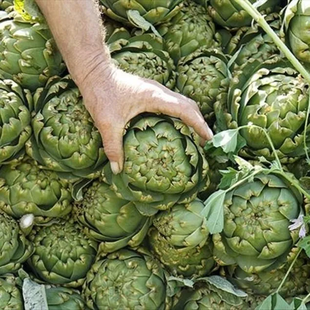 Enginarla sağlıklı kal