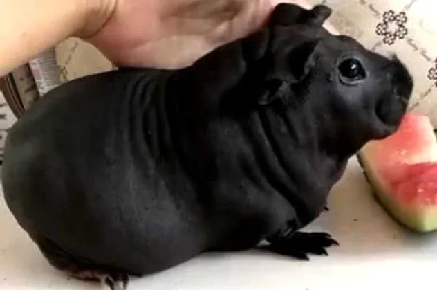 Köpek diye sahiplendiği hayvan sıçan çıktı