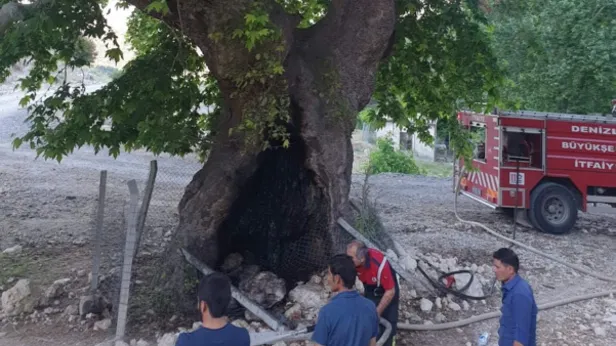 Denizliânin Ãal ilçesinde 300 yaÅından büyük olduÄu tahmin edilen çınar aÄacı gövdesindeki oyuktan ateÅle tutuÅturularak yakılmak istendi. Asırlık aÄaç itfaiyenin zamanında müdahalesiyle kül olmaktan kurtarıldı. ile ilgili görsel sonucu