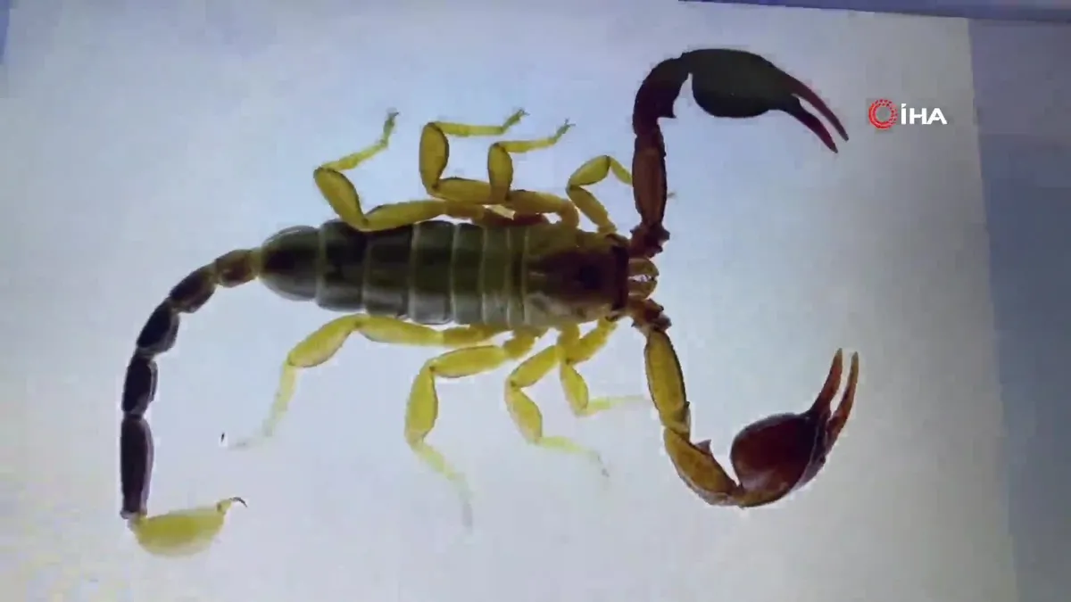 Türkiye'de yeni bir akrep türü keşfedildi