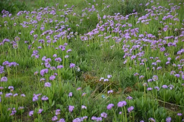 terorden-temizlenen-sirnak-beytussebap-ilcesinde-kato-daginin-cennet-gibi-arka-yuzu-35-yil-sonra-ilk-kez-goruntulendi-1621493084277.jpg Terörden temizlenen Şırnak Beytüşşebap ilçesinde Kato Dağı'nın cennet gibi arka yüzü 35 yıl sonra ilk kez görüntülendi-4