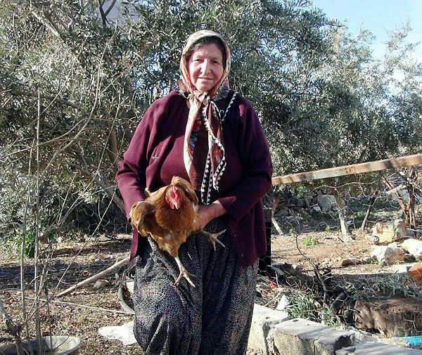 Bu tavuğun yumurtası tam bin lira!-4