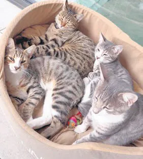 luks-sitede-kedi-kavgasi-burcu-sendir-karakolluk-oldu-1762578284175.jpg Lüks sitede kedi kavgası! Burcu Şendir karakolluk oldu-3