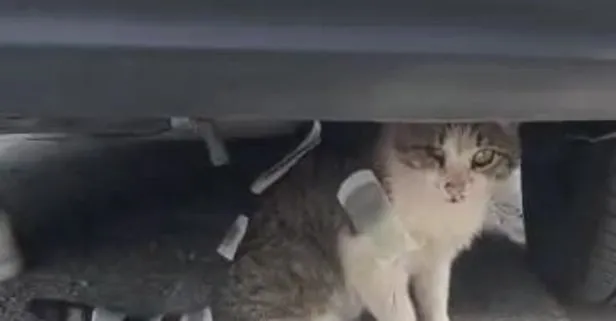 Üsküdar’da sokak kedisine ağda bandı yapıştırdılar! O kedi ile ilgili yeni gelişme