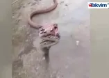 Vahşi yılan böyle saldırdı!