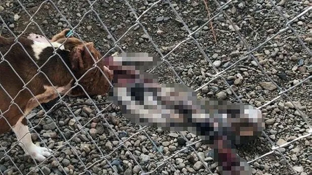 Çanakkale'de skandal olay! Belediyenin aç bıraktığı köpekler birbirlerini yemeye başladı-7