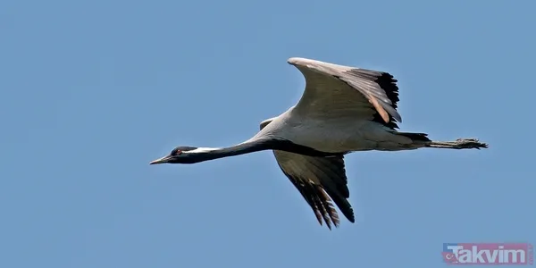 Türkiye'de 17 yıl sonra bir ilk! Telli turnalar yuva kurdu - 8