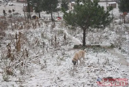 İstanbul’da kar yağışı başladı! Beyaza bürünen Aydos Ormanı havadan görüntülendi