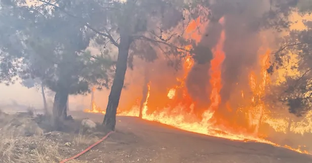 Her şey yeşil vatan için