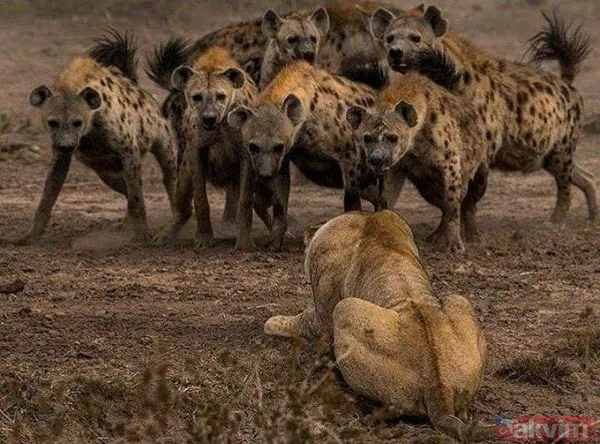 Cesur aslan onlarca sırtlanın arasında girdi! Vahşi doğada şoke eden kare! Sonrasında ise kaçınılmaz ölüm - 12