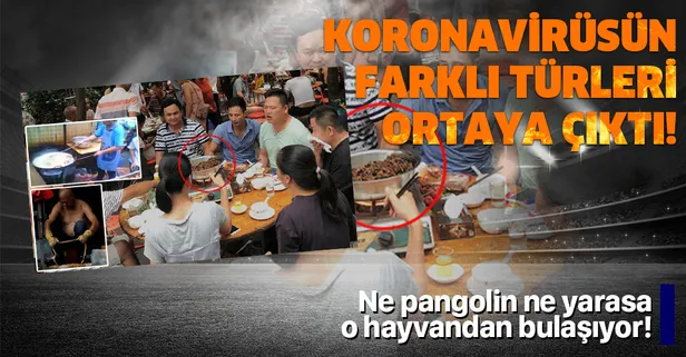 Bilim insanları ilk kez açıkladı! Koronavirüsün farklı türleri bulundu! Bu kez ne yarasa ne pangolin...