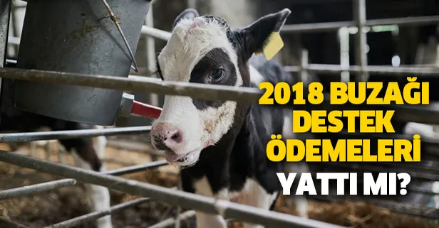 2018 2. dönem buzağı desteklemeleri ne zaman ödenecek? 8 Ocak buzağı destek ödemesi yattı mı?-1