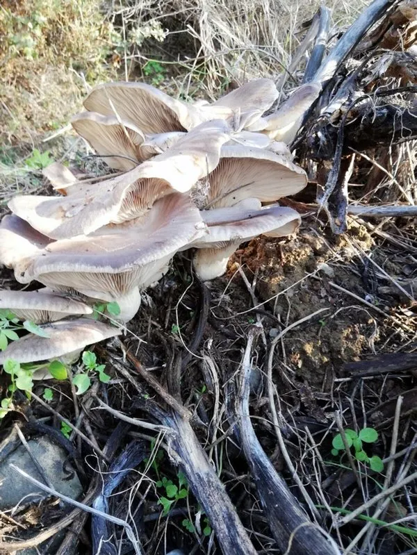 gezinirken 5 kilo 624 gram agirliginda